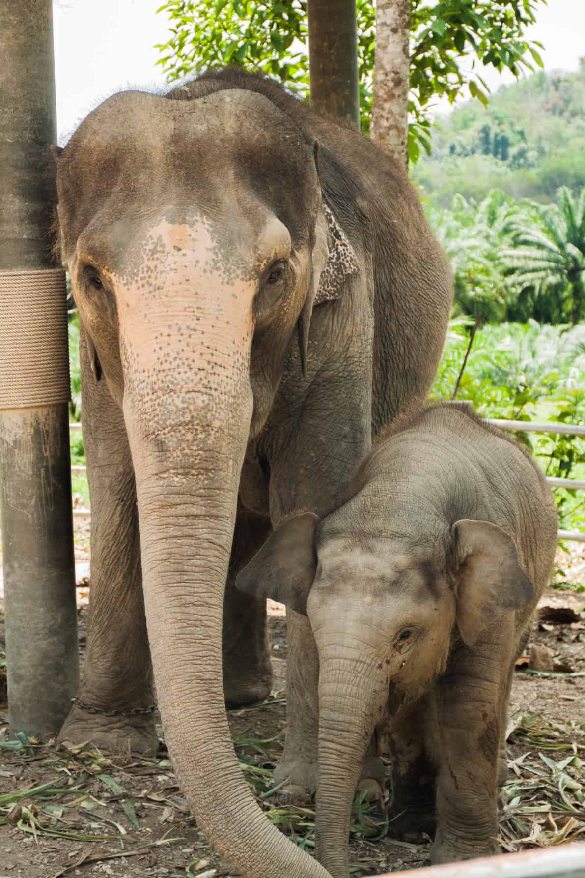 Don't support unethical animal tourism. Instead meet elephants up close and personal, and back ethical elephant tourism at the Phang Nga Elephant Park.